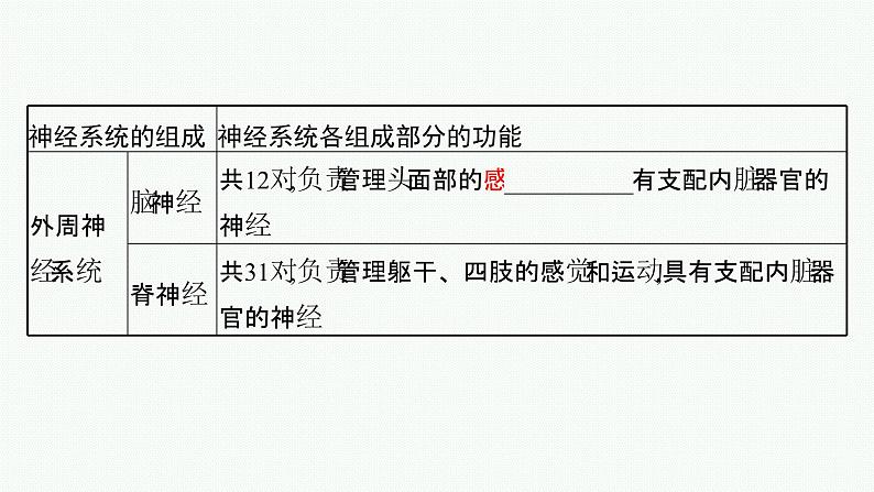 2021-2022学年高中生物新人教版选择性必修1 神经调节的结构基础 课件（33张）07