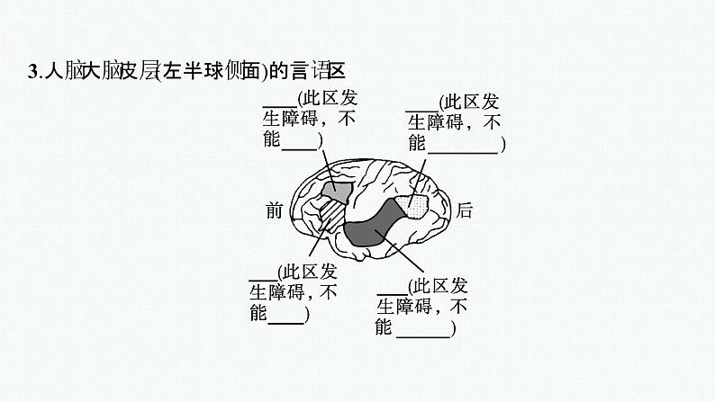 2021-2022学年高中生物新人教版选择性必修1 人脑的高级功能 课件（36张）06