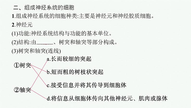 2021-2022学年高中生物新人教版选择性必修1 神经调节的结构基础（28张）  课件第8页