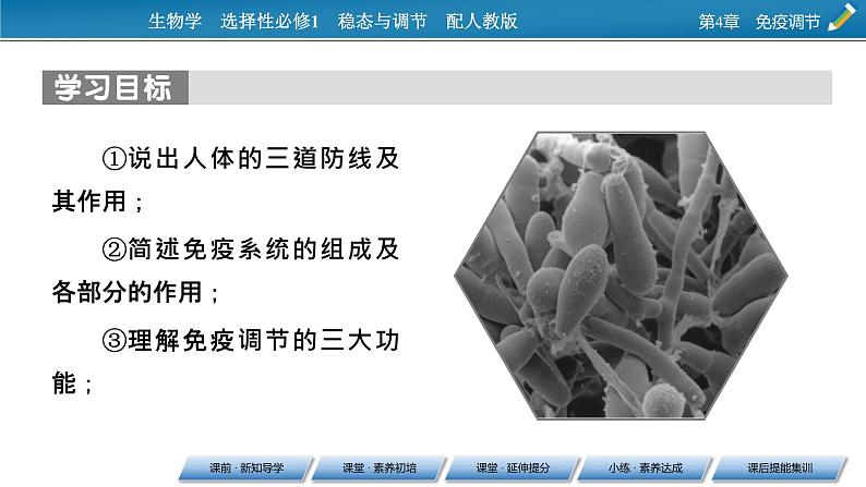 2021-2022学年高中生物新人教版选择性必修1  第4章 第1节 免疫系统的组成和功能 课件（71张）第2页