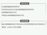 2021-2022学年高中生物新人教版选择性必修1 其他植物激素（24张）  课件