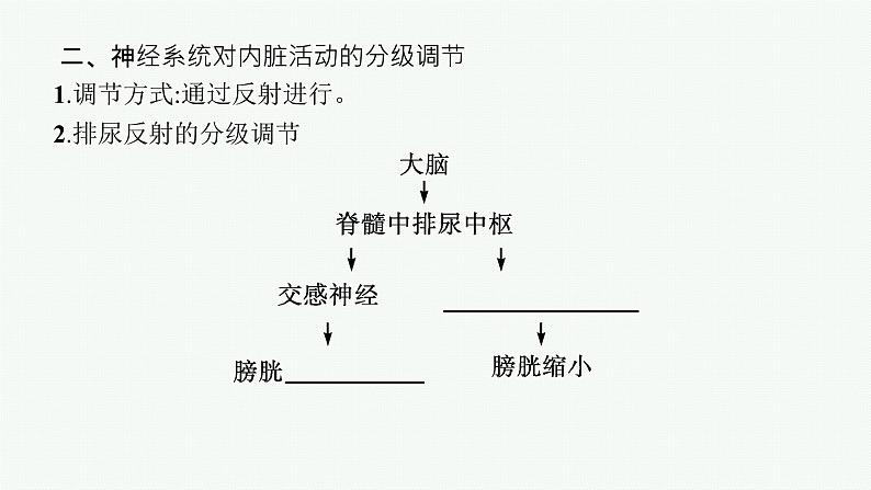 2021-2022学年高中生物新人教版选择性必修1 神经系统的分级调节（25张）  课件第7页