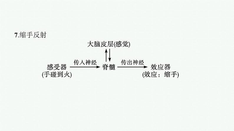 2021-2022学年高中生物新人教版选择性必修1 神经调节的基本方式（36张）  课件第6页