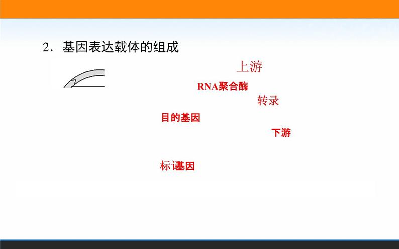 2021-2022学年高中生物新人教版选择性必修3 基因工程的基本操作程序 课件（125张）07