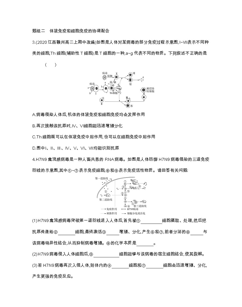 第2课时　细胞免疫及体液免疫和细胞免疫的协调配合-2022版生物选择性必修1人教版（2019） 同步练习 （Word含解析）02