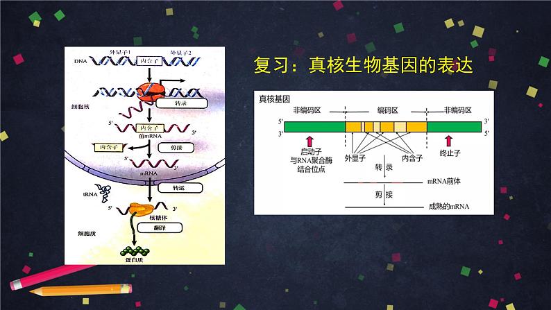 高一生物学(人教版2019)必修二  基因表达与性状关系（2） 课件+教案+导学案+学习任务单+同步练习含答案03