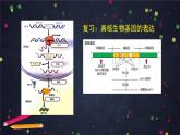 高一生物学(人教版2019)必修二  基因表达与性状关系（2） 课件+教案+导学案+学习任务单+同步练习含答案