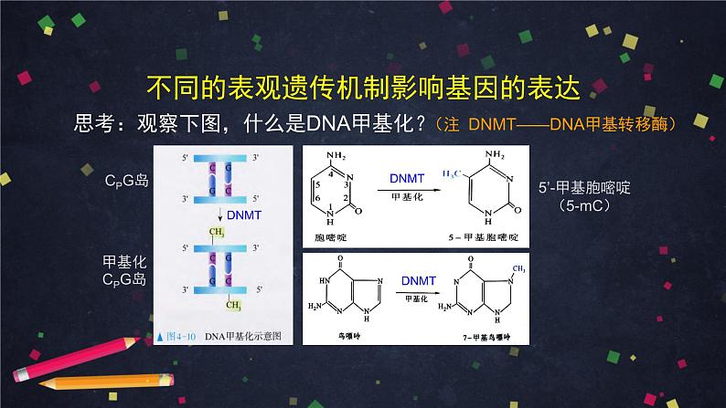 高一生物学(人教版2019)必修二  基因表达与性状关系（2） 课件+教案+导学案+学习任务单+同步练习含答案07