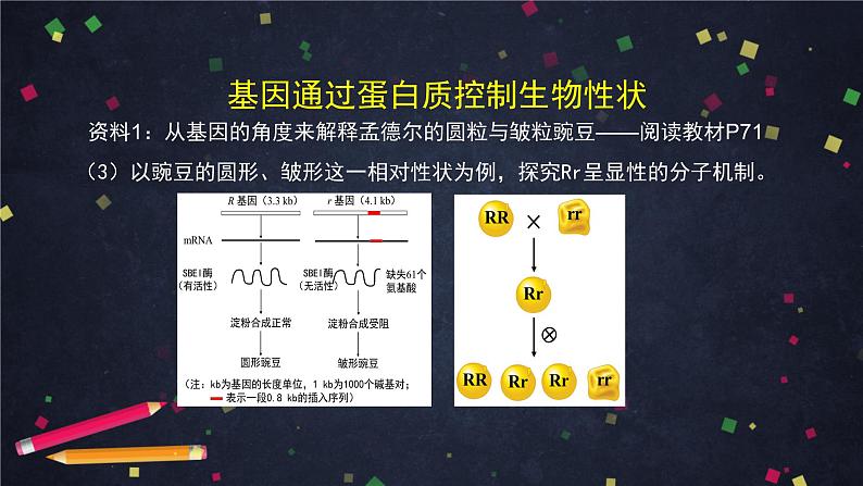 高一生物学（人教版）§4.2 基因表达与性状关系 第1课时-2PPT课件第8页