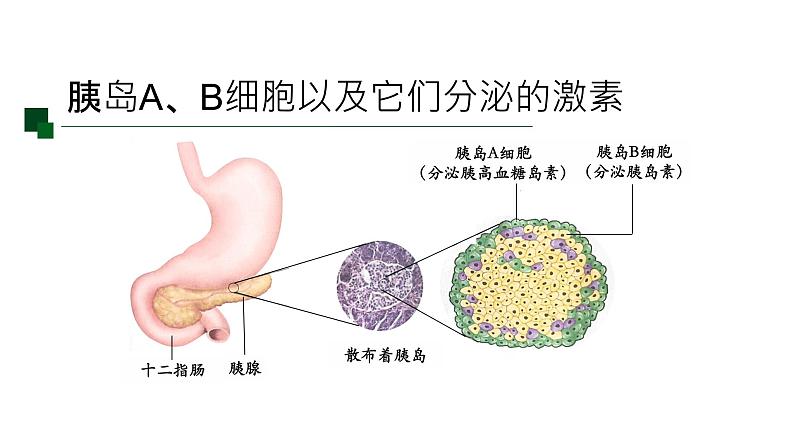 3.2激素的调节过程 第1课时 课件【新教材】人教版（2019）高中生物选择性必修一06