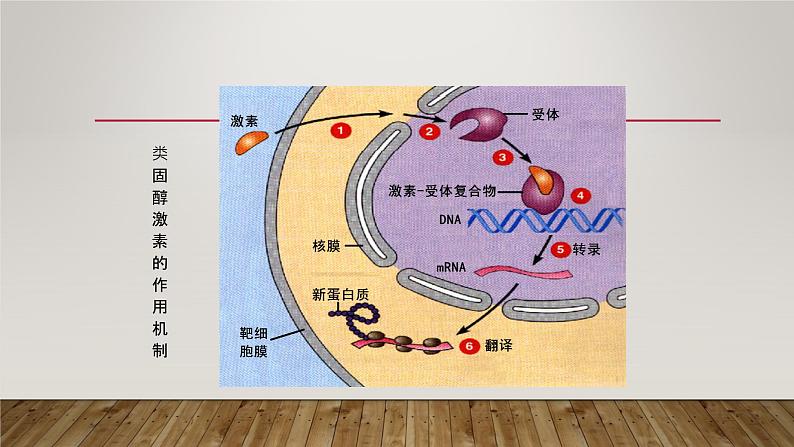 3.2激素的调节过程 第3课时 课件【新教材】人教版（2019）高中生物选择性必修一第6页