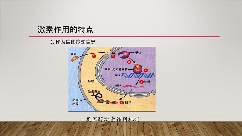 3.2激素的调节过程 第3课时 课件【新教材】人教版（2019）高中生物选择性必修一第7页