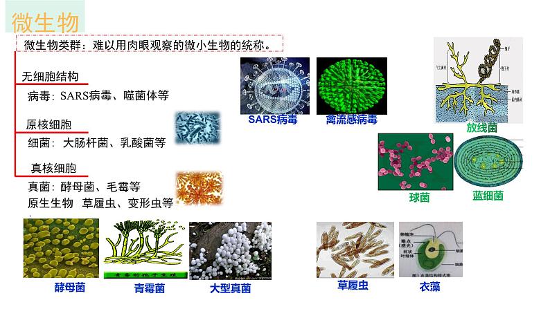 1.2.1 微生物的培养技术及应用 课件【新教材】 2020-2021学年人教版（2019）高二生物选择性必修三第4页