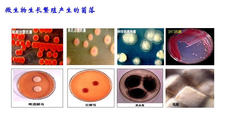 1.2.1 微生物的培养技术及应用 课件【新教材】 2020-2021学年人教版（2019）高二生物选择性必修三第5页