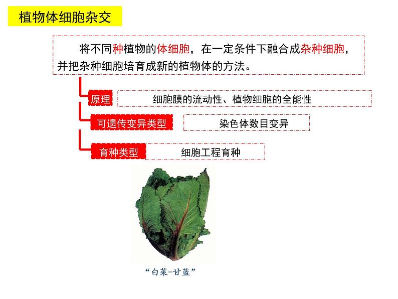 2.1.2 植物体细胞杂交技术 课件【新教材】 2020-2021学年人教版（2019）高二生物选择性必修三第5页