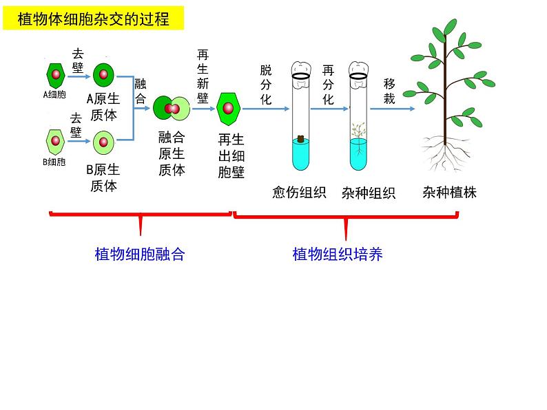 2.1.2 植物体细胞杂交技术 课件【新教材】 2020-2021学年人教版（2019）高二生物选择性必修三第7页