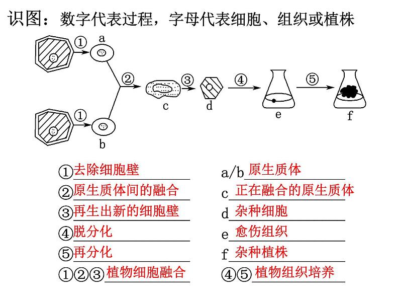 2.1.2 植物体细胞杂交技术 课件【新教材】 2020-2021学年人教版（2019）高二生物选择性必修三第8页