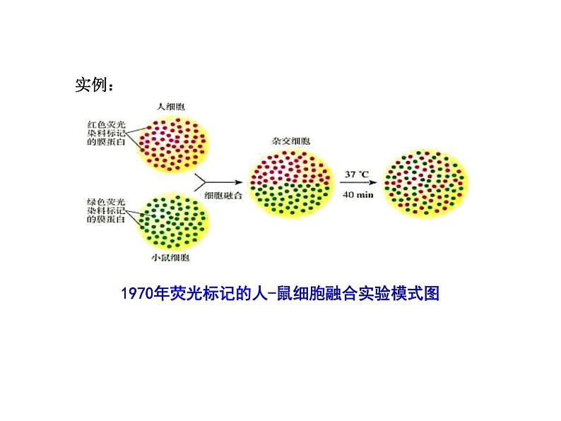 2.2.2 动物细胞融合人技术与单克隆抗体 课件【新教材】 人教版（2019）高二生物选择性必修三02