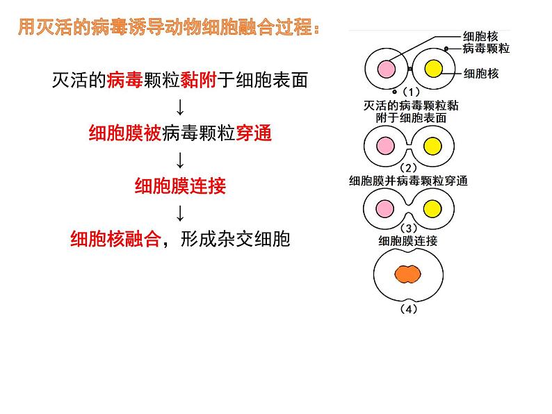 2.2.2 动物细胞融合人技术与单克隆抗体 课件【新教材】 人教版（2019）高二生物选择性必修三06