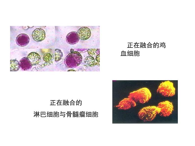 2.2.2 动物细胞融合人技术与单克隆抗体 课件【新教材】 人教版（2019）高二生物选择性必修三07