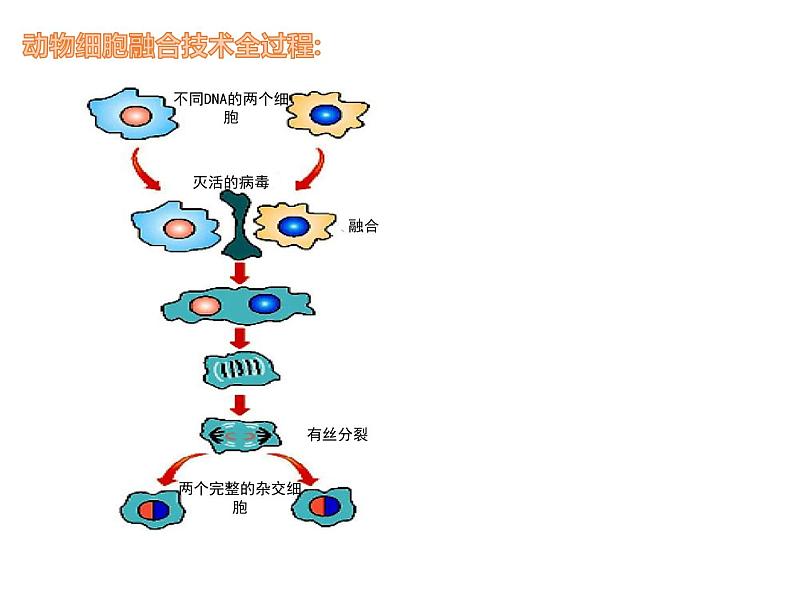 2.2.2 动物细胞融合人技术与单克隆抗体 课件【新教材】 人教版（2019）高二生物选择性必修三08