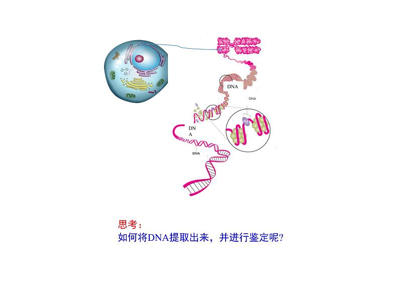 3.1.2 DNA的粗提取与鉴定 课件【新教材】  人教版（2019）高二生物选择性必修三02