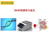 3.1.2 DNA的粗提取与鉴定 课件【新教材】  人教版（2019）高二生物选择性必修三