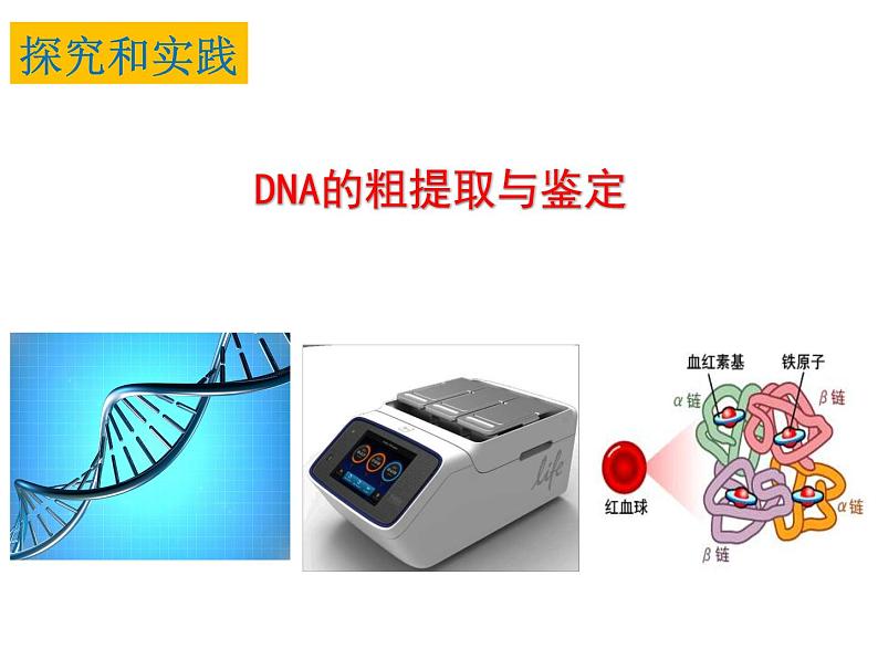 3.1.2 DNA的粗提取与鉴定 课件【新教材】  人教版（2019）高二生物选择性必修三03