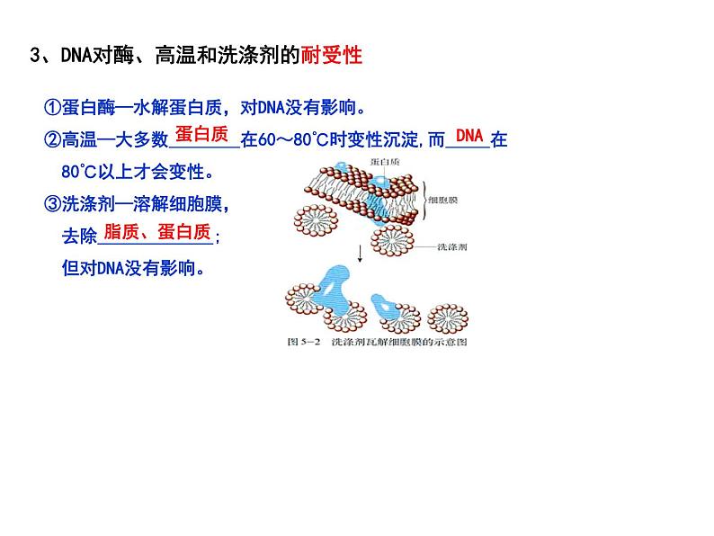 3.1.2 DNA的粗提取与鉴定 课件【新教材】  人教版（2019）高二生物选择性必修三06