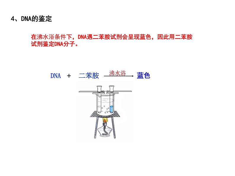 3.1.2 DNA的粗提取与鉴定 课件【新教材】  人教版（2019）高二生物选择性必修三07