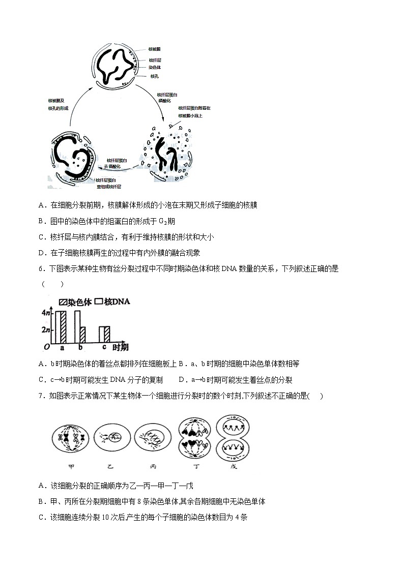 第四单元 细胞增殖、分化衰老和死亡-2020-2021学年高一生物上学期单元复习必杀50题（新苏教版（2020）必修1）（原卷版）第2页