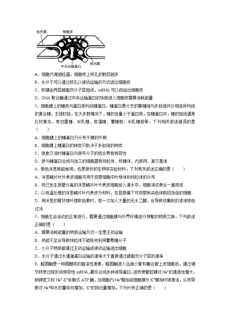 2022届河南省名校大联考高三上学期期中考试生物试题含答案02