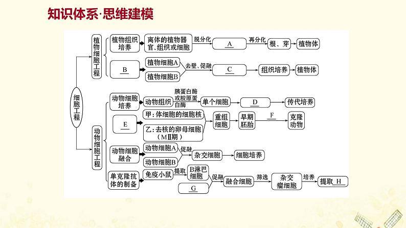 高中生物专题2细胞工程阶段提升课课件新人教版选修302