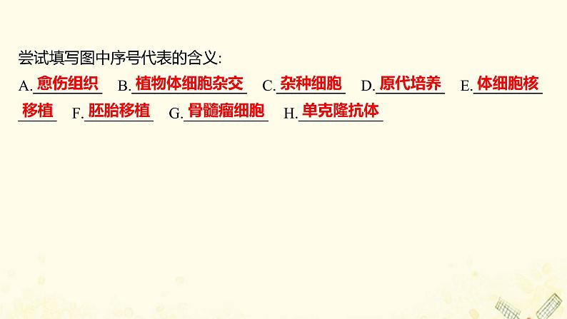 高中生物专题2细胞工程阶段提升课课件新人教版选修303