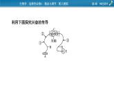 2021-2022学年高中生物新人教版选择性必修1 第2章　神经调节 微专题2 反射弧中兴奋传导特点的实验探究 课件（22张）