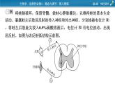 2021-2022学年高中生物新人教版选择性必修1 第2章　神经调节 微专题2 反射弧中兴奋传导特点的实验探究 课件（22张）