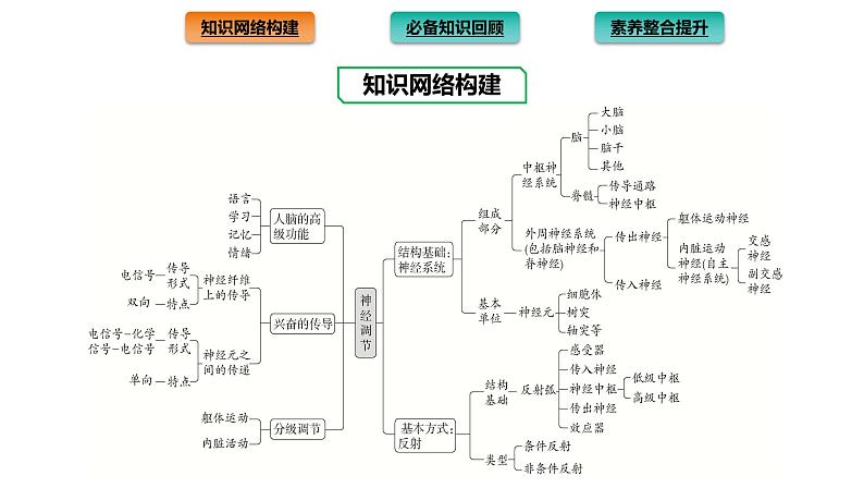 2021-2022学年高中生物新人教版选择性必修1  第2章 神经调节 章末总结 课件（40张）第2页