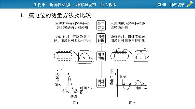 2021-2022学年高中生物新人教版选择性必修1 第2章　神经调节 微专题1 膜电位的测量及电表指针偏转问题分析 课件（23张）第2页