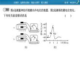 2021-2022学年高中生物新人教版选择性必修1 第2章　神经调节 微专题1 膜电位的测量及电表指针偏转问题分析 课件（23张）