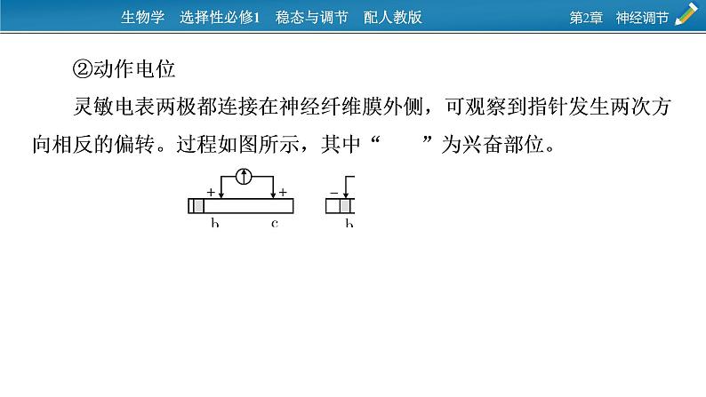 2021-2022学年高中生物新人教版选择性必修1 第2章　神经调节 微专题1 膜电位的测量及电表指针偏转问题分析 课件（23张）第8页