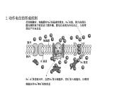 2021-2022学年高中生物新人教版选择性必修1  第2章 微专题1 膜电位变化曲线图分析与神经调节相关的实验探究 课件（31张）