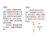 2021-2022学年高中生物新人教版选择性必修1  第5章 第4节 环境因素参与植物生命活动调节 课件（29张）
