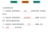 2021-2022学年高中生物新人教版选择性必修1  第4章 免疫调节 章末总结 课件（32张）