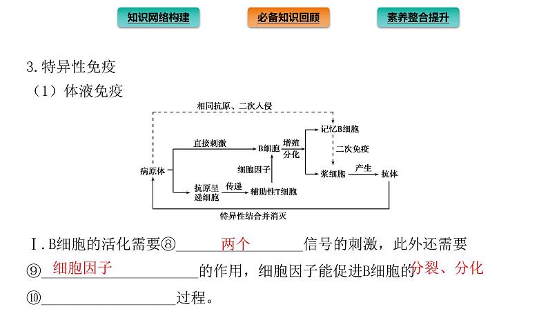 2021-2022学年高中生物新人教版选择性必修1  第4章 免疫调节 章末总结 课件（32张）06