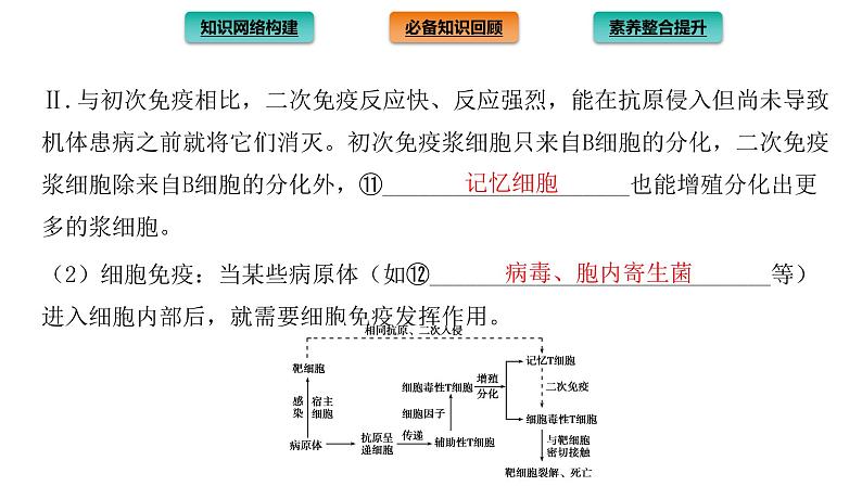 2021-2022学年高中生物新人教版选择性必修1  第4章 免疫调节 章末总结 课件（32张）07