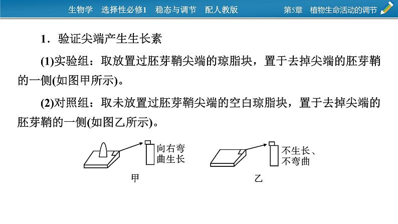 2021-2022学年高中生物新人教版选择性必修1  第5章　植物生命活动的调节 微专题7 与植物激素相关的实验设计 课件（18张）第2页