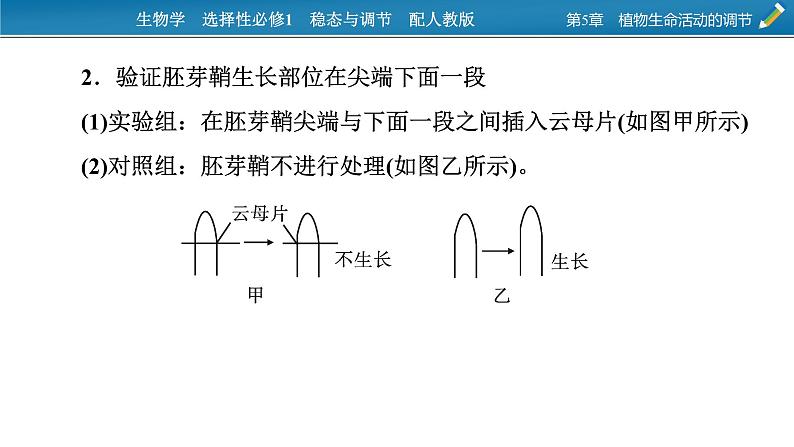 2021-2022学年高中生物新人教版选择性必修1  第5章　植物生命活动的调节 微专题7 与植物激素相关的实验设计 课件（18张）第3页