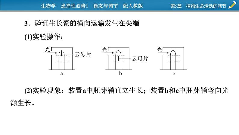 2021-2022学年高中生物新人教版选择性必修1  第5章　植物生命活动的调节 微专题7 与植物激素相关的实验设计 课件（18张）第4页