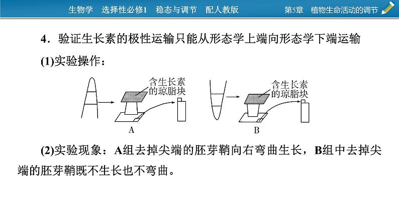 2021-2022学年高中生物新人教版选择性必修1  第5章　植物生命活动的调节 微专题7 与植物激素相关的实验设计 课件（18张）第5页