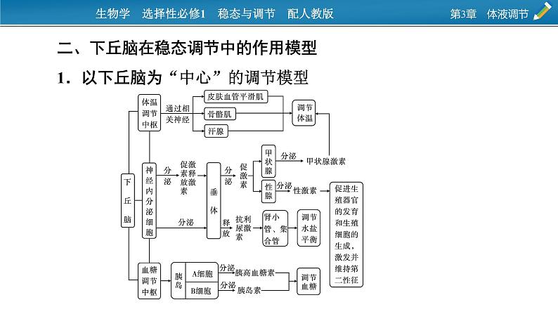 2021-2022学年高中生物新人教版选择性必修1  第3章　体液调节 微专题5 动物生命活动调节模型 课件（16张）第4页